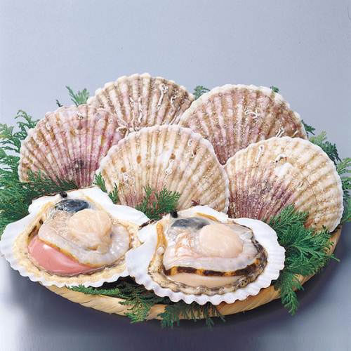 扇貝