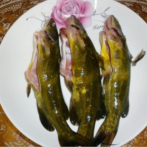 黃骨魚