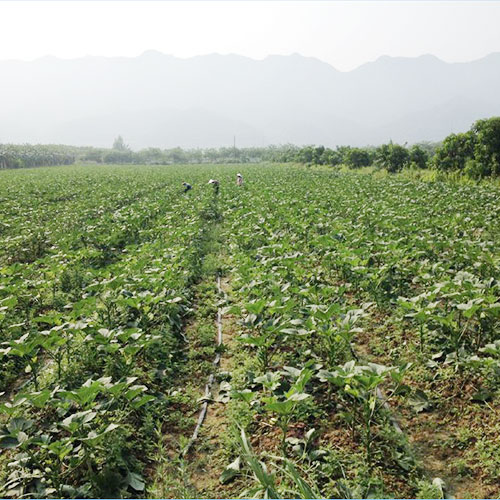 河南濮陽(yáng)基地